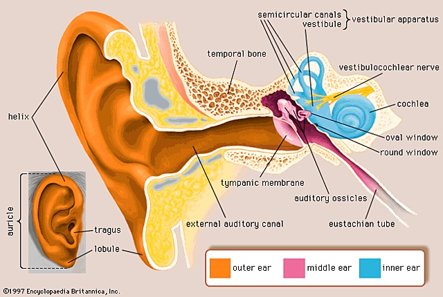 Vestibular System