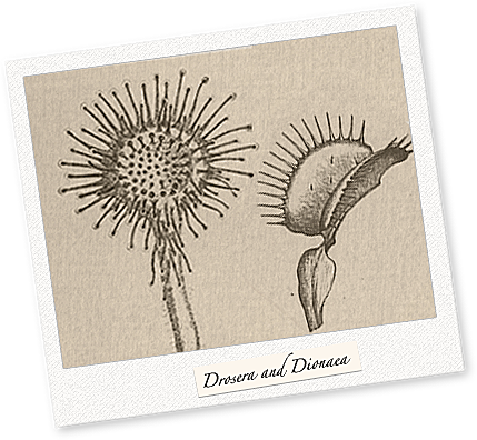 Insectivorous Plants