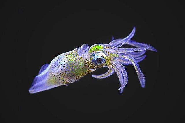 Circuito eléctrico (Biomímesis)