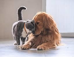 anymelissa have you had any pets?