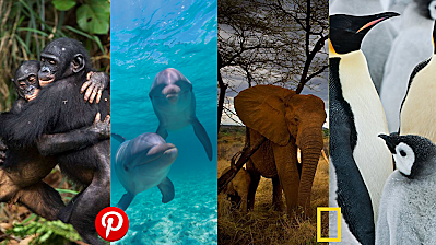 Surge la Sociobiologia