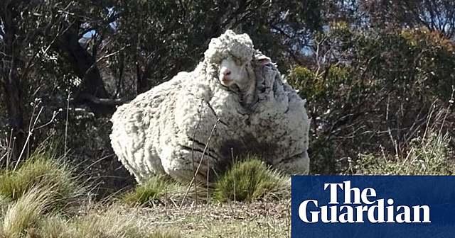 Merino sheep introduced.