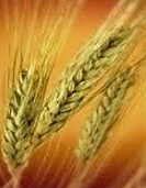 Cultivation of Crops