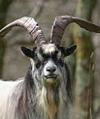 Domestication of Animals