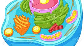 Timeline: Evolución de la Célula