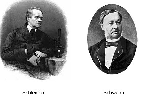 Matthias Schleiden y Theodor Schwann