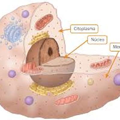 Timeline: Historia y evolución de la Célula