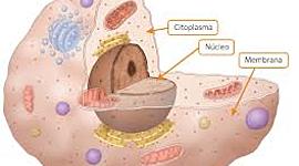 Timeline: Historia y evolución de la Célula