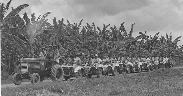 LA MASACRE DE LAS BANANERAS