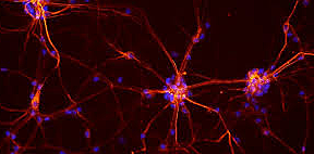 Donald Hebb (1904-1985