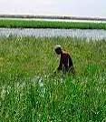 Cultivation of Rice