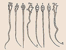 Anton van Leeuwenhoek.