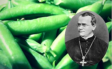 Gregor Mendel