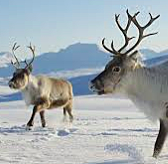 Domestication of Animals