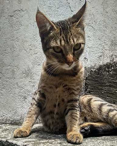 Me mataron a mi gata