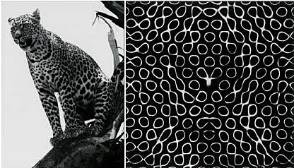 The Chemical Basis of Morphogenesis