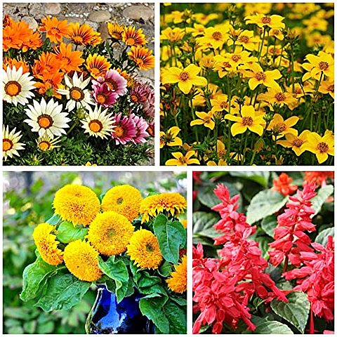 El Renacimiento de la Biología