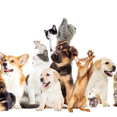Timeline: History of Pet Food