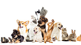 Timeline: History of Pet Food