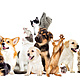Pets