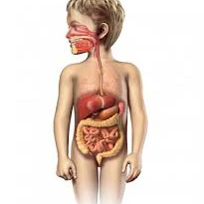 Timeline: principales acontecimientos del funcionamiento del sistema digestivo