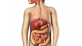Timeline: principales acontecimientos del funcionamiento del sistema digestivo