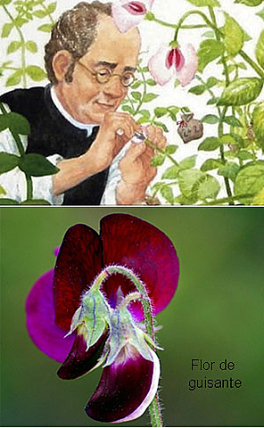 Artículo de Gregor Mendel.