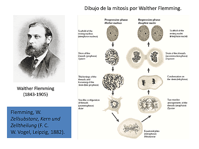 Walter Flemming descubre los cromosomas como la unidad básica hereditaria