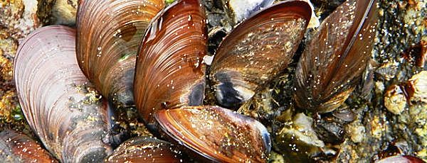 Super bond (Biomímesis)