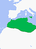 Fatimid Dynasty