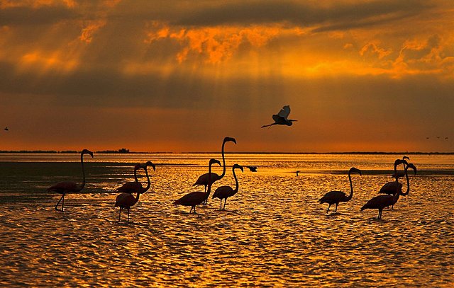 Refugio de Fauna Silvestre Ciénaga de Los Olivitos