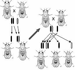 Thomas Hunt Morgan descubre la herencia ligada al cromosoma X