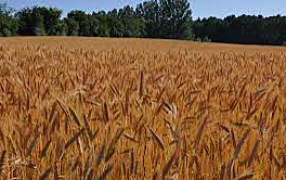 Cultivation of Crops