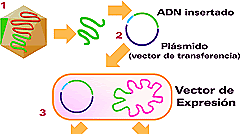 PRIMER FÁRMACO ADN RECOMBINANTE