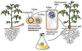 CREACIÓN DE LOS PRIMEROS ORGANISMOS TRÁNSGENICOS