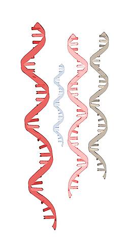 "SILENCIAMIENTO DE GENES"
