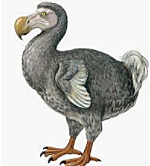 Dodo