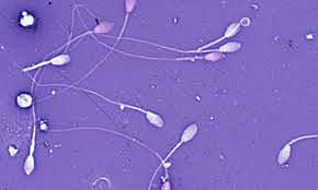 Descubrimiento del ADN