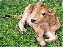 Pampa Mansa la ternera