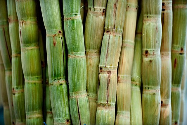 Descubrimiento en la caña