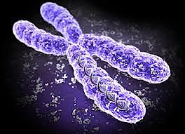 DESCIFRADO POR PRIMERA VEZ EL GENOMA DE UNA MUJER