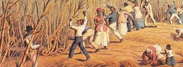 Sugar Cane Grown by Slaves