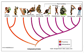 HISTORIA EVOLUTIVA DE LOS PRIMATES EN PARTICULAR (55 MILLONES DE AÑOS A PRINCIPIOS DEL MIOCENO HACE 25 m.a)