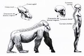 BIPEDISMO (4,2  a 3,5)