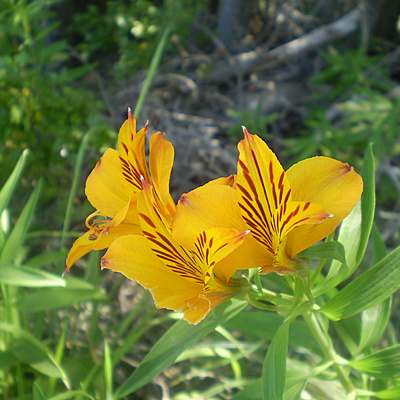 Timeline: "Desarrollo Sustentable"