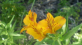 Timeline: "Desarrollo Sustentable"