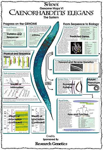 Caenerhabditis elegans