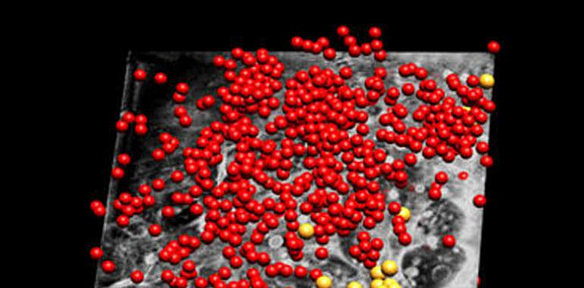 Fusión entre célula y virus