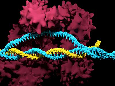 CRISPR/Cas9