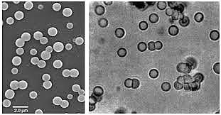La teoría de las microesferas de proteinoides